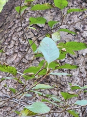 Alnus oblongifolia