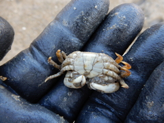 Hemigrapsus