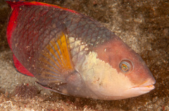 Notolabrus gymnogenis