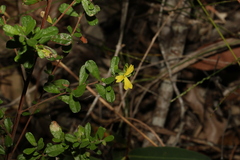 Hibbertia aspera