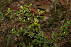 Hibbertia aspera