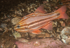 Ostorhinchus limenus