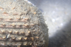 Dallocardia quadragenaria