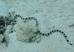 Myrichthys colubrinus