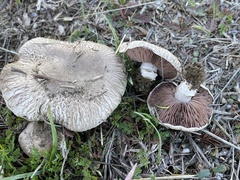 Agaricus