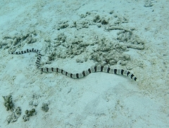 Myrichthys colubrinus