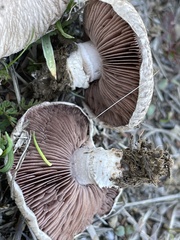 Agaricus