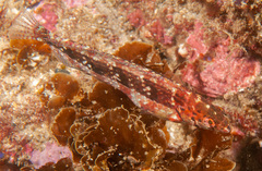 Eupetrichthys angustipes