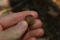Eucalyptus planchoniana