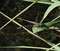 Hemigomphus comitatus