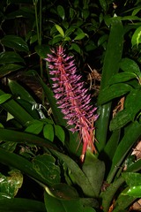 Aechmea smithiorum