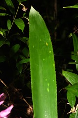 Aechmea smithiorum