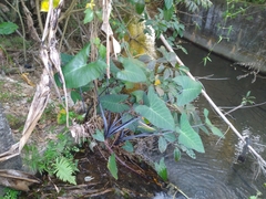 Xanthosoma violaceum