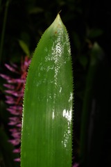 Aechmea smithiorum