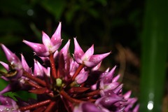 Aechmea smithiorum