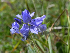 Veronica orsiniana