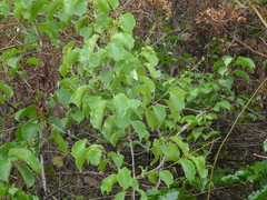 Celastrus paniculatus