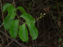 Celastrus paniculatus