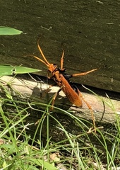 Cryptocheilus bicolor