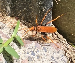 Cryptocheilus bicolor