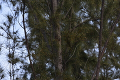 Pycnonotus conradi