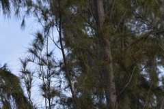Pycnonotus conradi