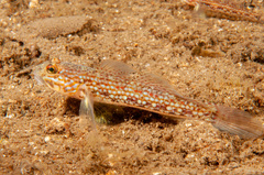 Istigobius hoesei