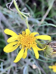Gutierrezia californica