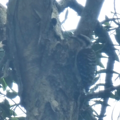 Yungipicus moluccensis