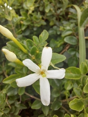 Jasminum angulare