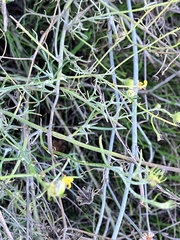 Gutierrezia californica