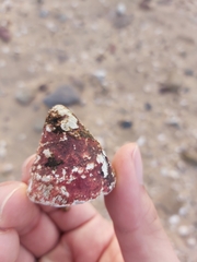 Astralium tentoriiforme