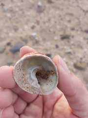 Astralium tentoriiforme