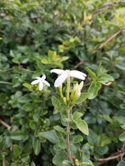 Jasminum angulare