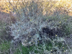 Gutierrezia californica