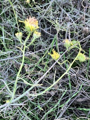 Gutierrezia californica