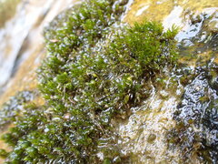 Fissidens rigidulus