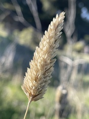 Phalaris aquatica