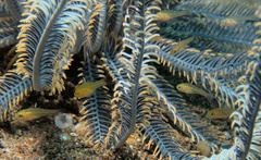 Ostorhinchus hoevenii