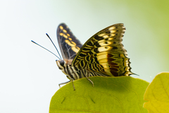Charaxes castor