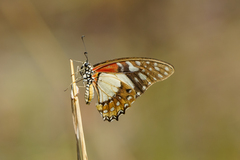 Graphium angolanus