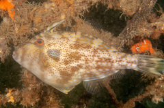Scobinichthys granulatus