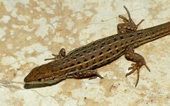 Psammodromus edwarsianus