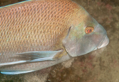 Nemadactylus douglasii