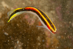 Trachinops taeniatus