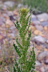 Cirsium pyrenaicum