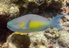 Chlorurus strongylocephalus