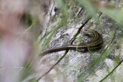 Pseudemoia entrecasteauxii