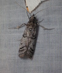 Heteromicta pachytera