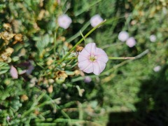 Convolvulus capensis
